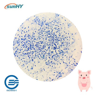 Feed Grade Multi Probiotics Feed Additives For Swine Zeolite Carrier