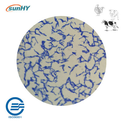 10 Billion Cfu/G Bacillus Coagulans Probiotics For Animal High Concentrate