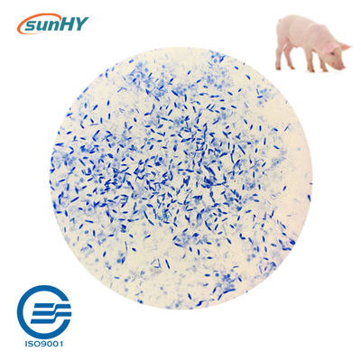 Granule Form 10.2 Billion Cfu/G Multispecies Probiotics For Livestock