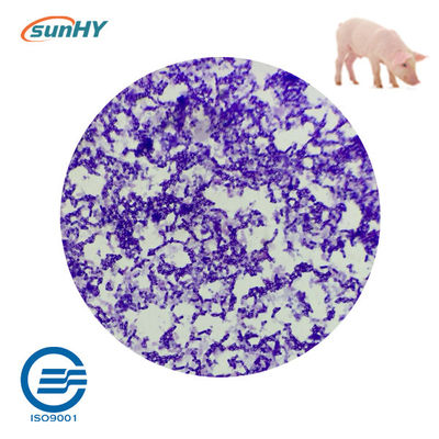 Feed Grade 5.1bln Cfu/G Probiotics For Pigs Reduce PH