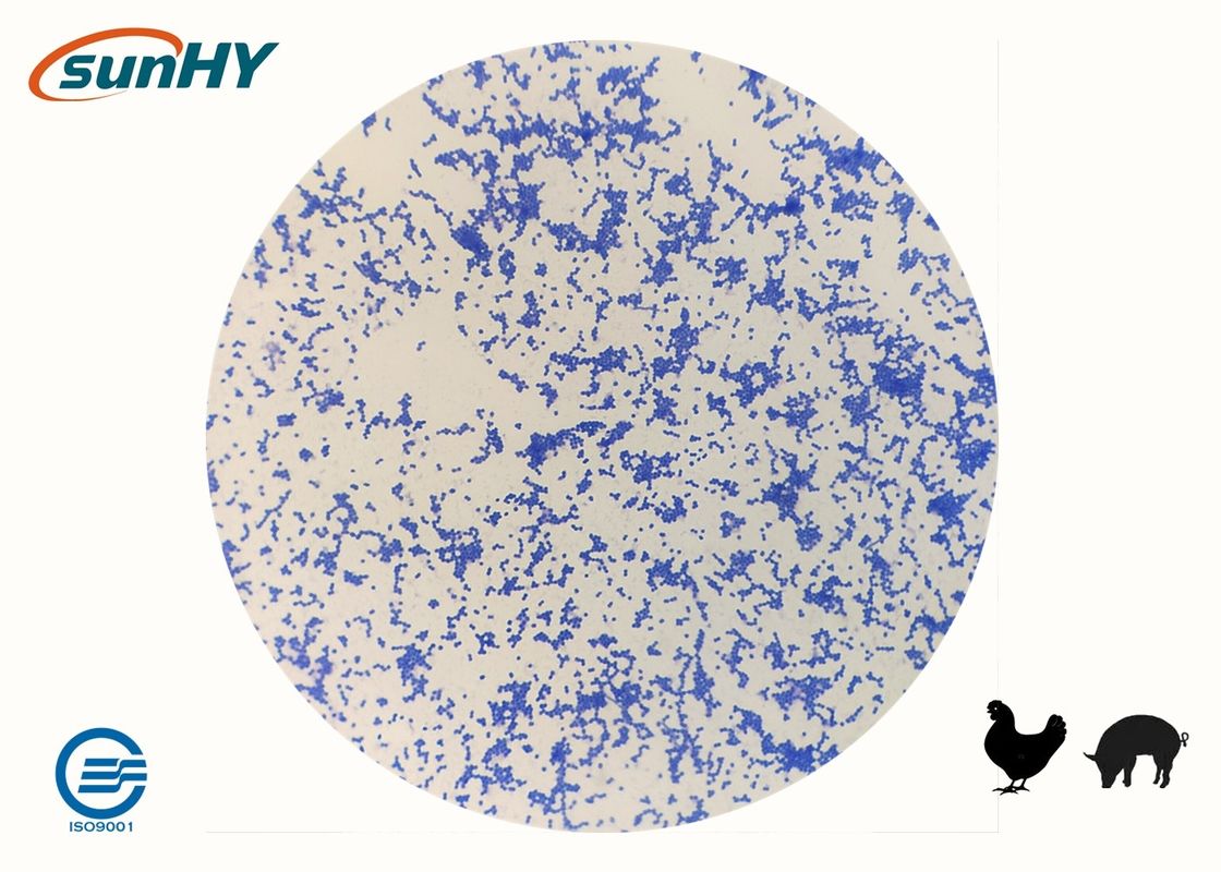 Solid Type 100 billion cfu/g Enterococcus Faecium Probiotics For Swine